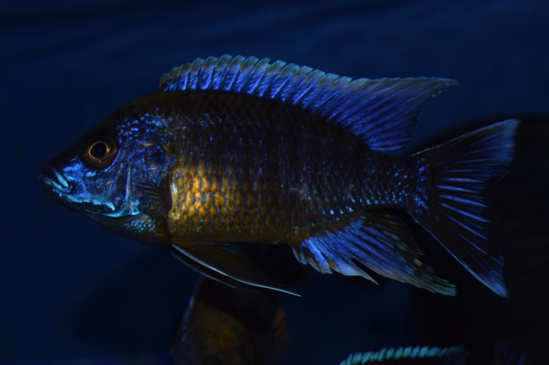 Aulonocara sp. 'lwanda' Hai Reef